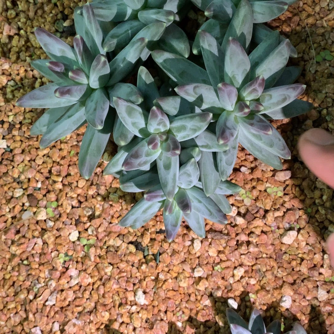 无花朵多肉植物一物一拍