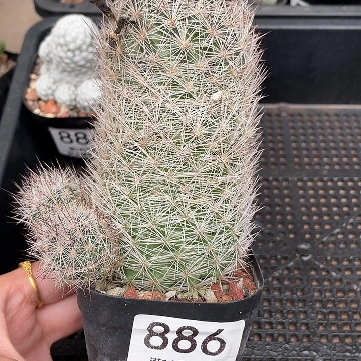 886松球 ➕11cm高植物