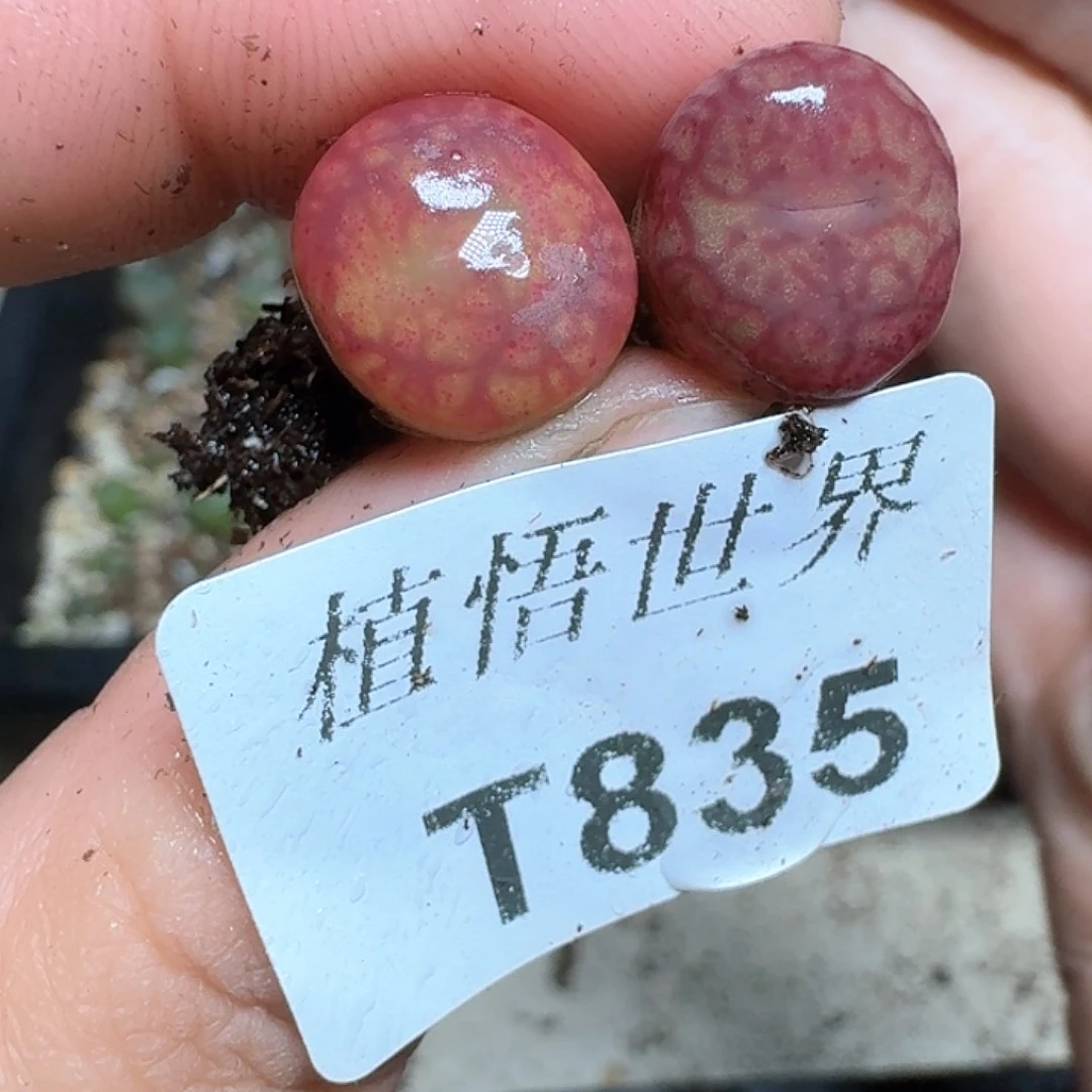 J***轩835号多肉植物哇f g b