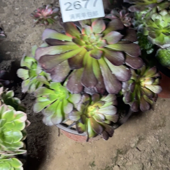 烟花的人多肉的人2677