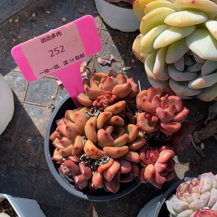 252红酒肉肉肉肉肉肉