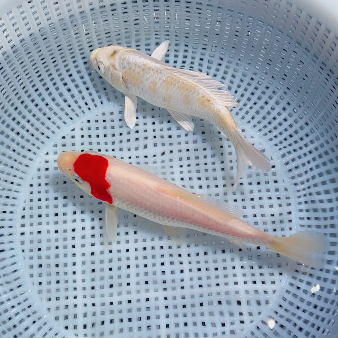 锦鲤锦鲤观赏鱼1111