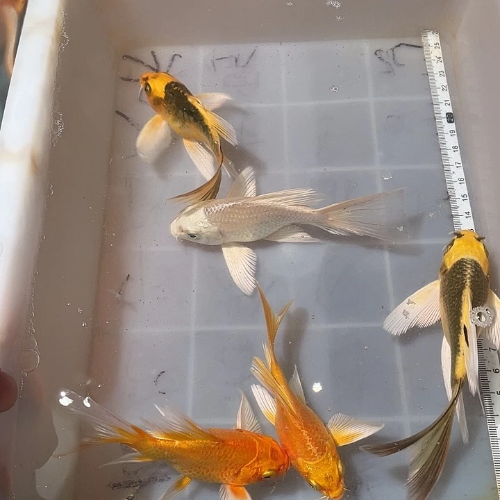 蝴蝶鲤鱼渔场直发78