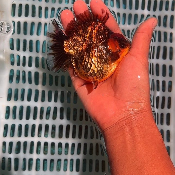 金鱼包邮123456789