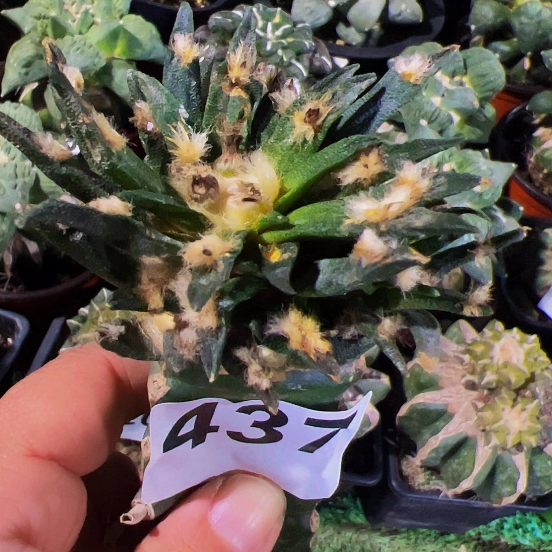 无花朵福利龙舌看牡丹437