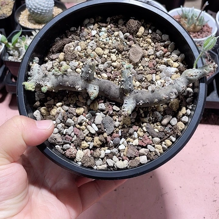 518产地黑皮月界块根