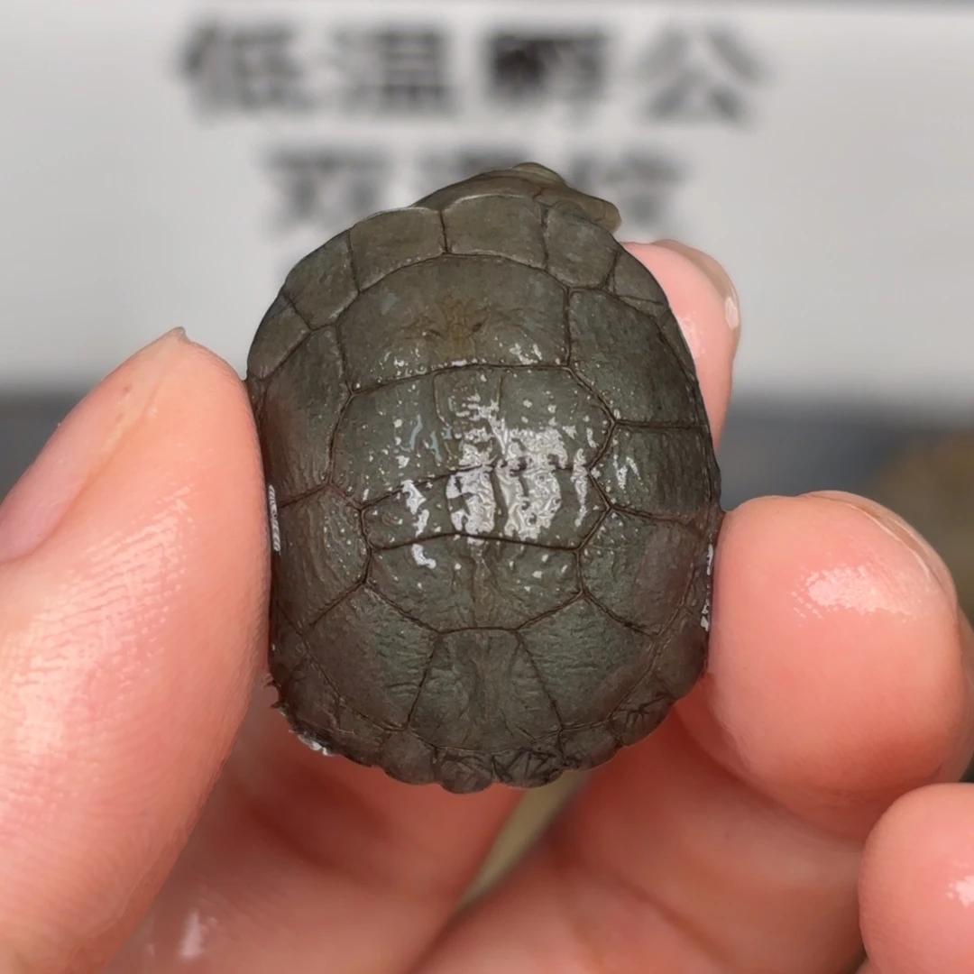 不分公母宠物龟歪甲沼泽