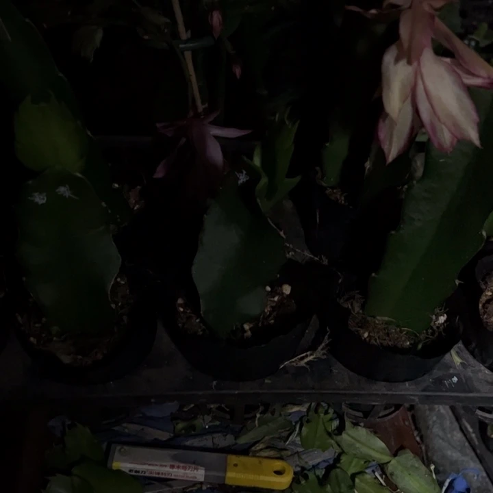 陵***管貂蝉嫁接单片小苗一颗80