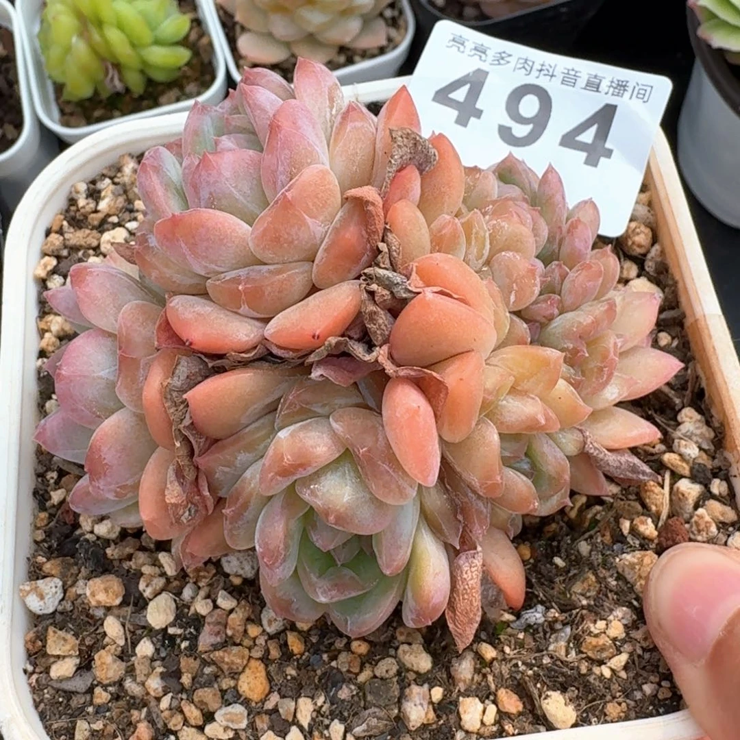 冰魄缀化         多肉植物