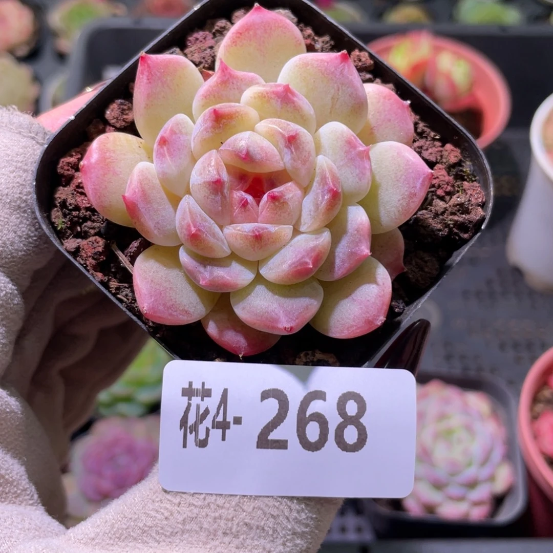 花利美 4-268秘境冰魄