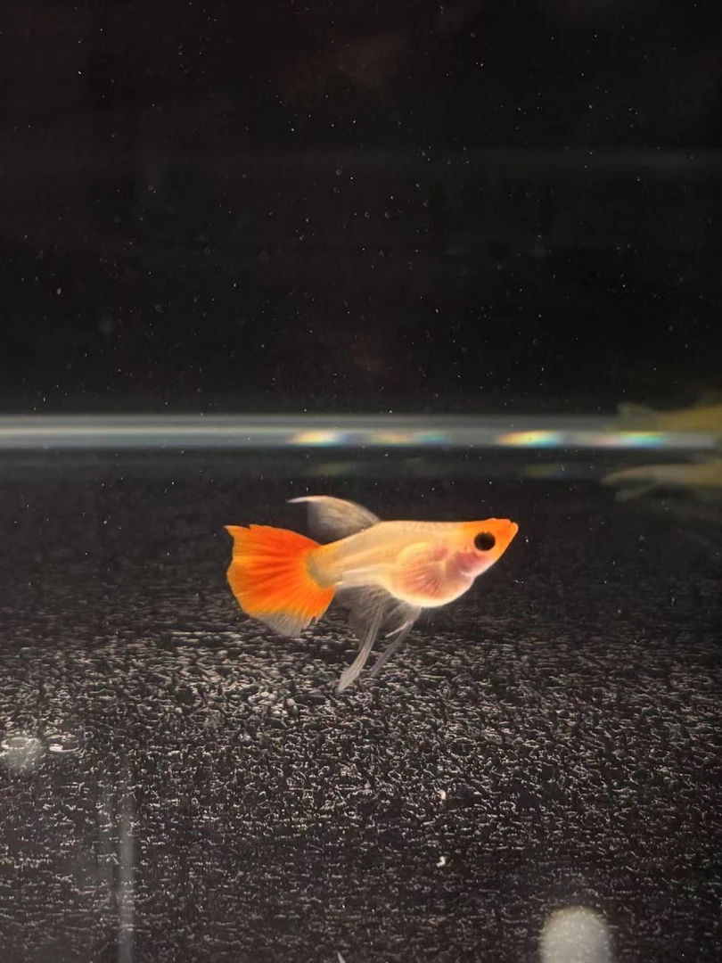 精品孔雀鱼一鱼一视频（入缸不包损）