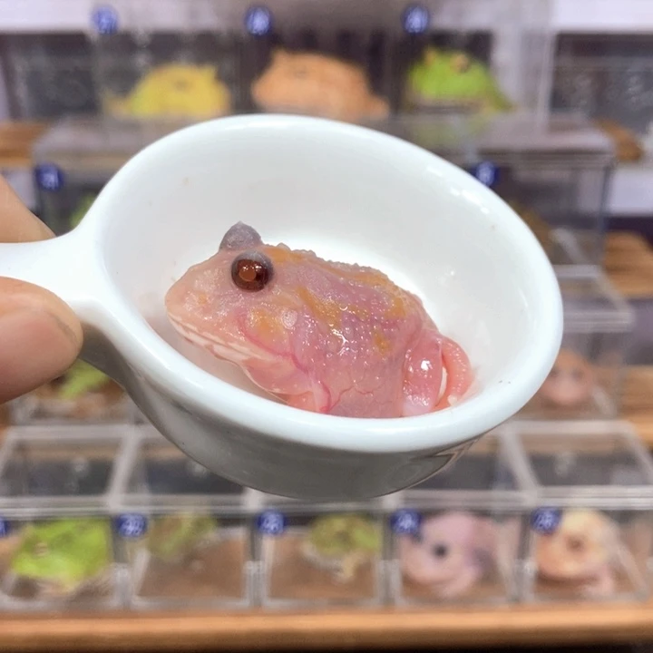 角蛙215号红魔童白化变异