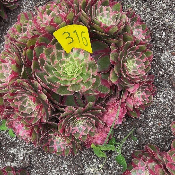 多肉植物孔雀翎316号