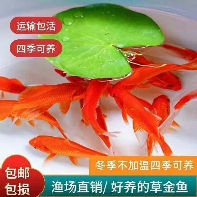 冷链包邮6-9cm草金鱼活鱼冷水鱼鲜活红鱼淡水鱼观赏鱼好养耐活