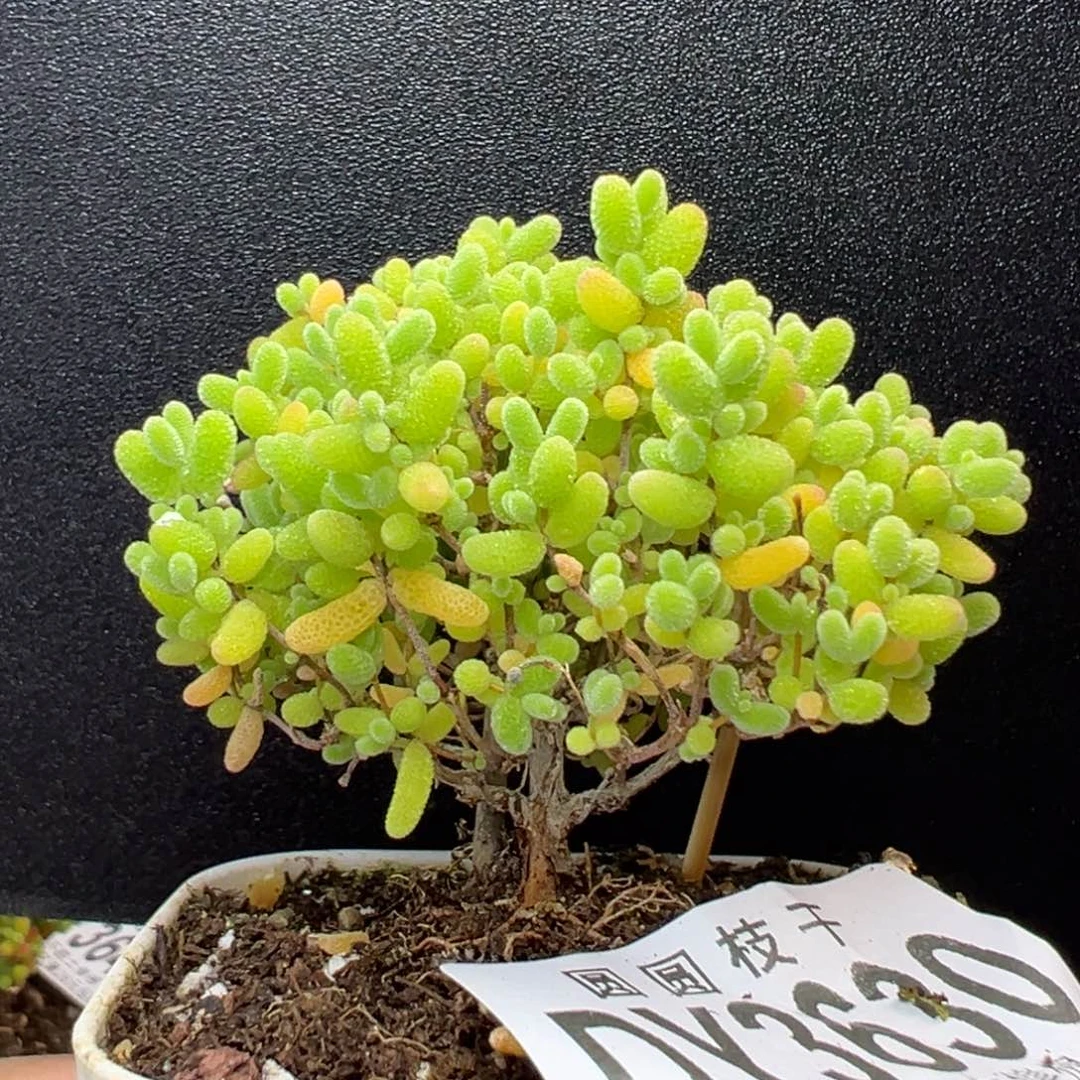 dy3630小可爱蜜橘糖球冠幅
