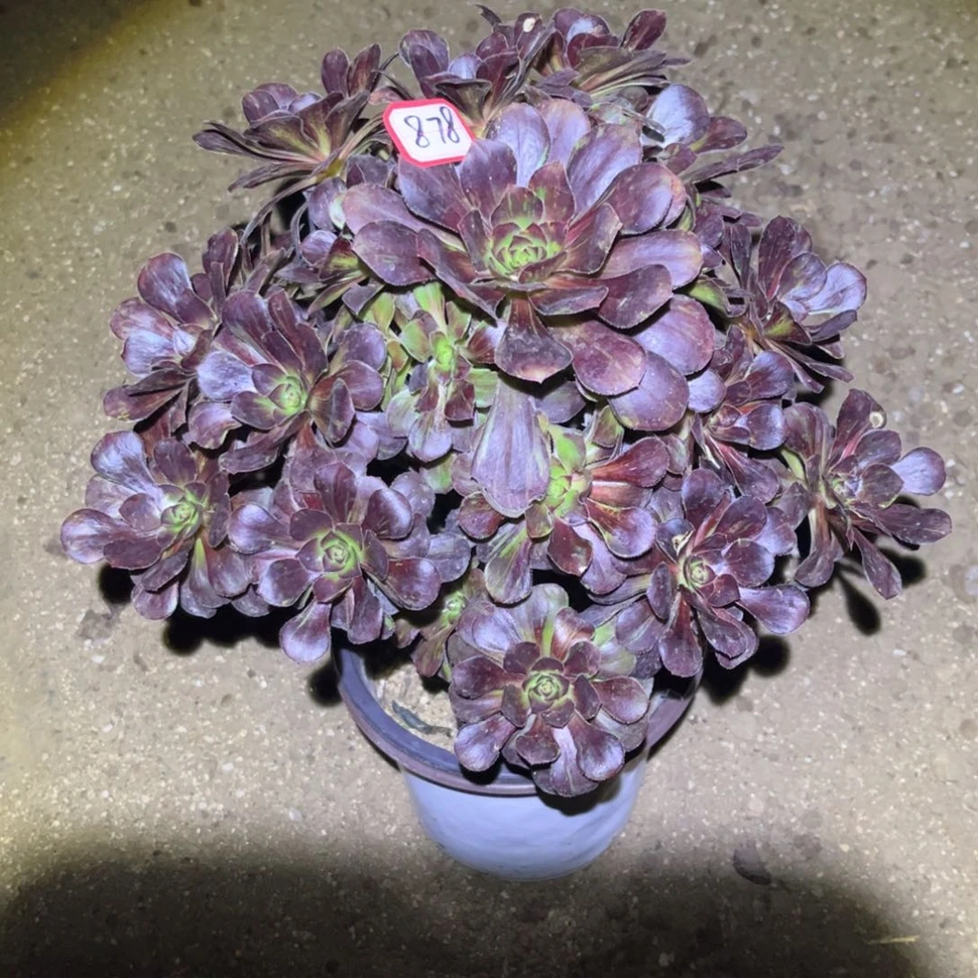878多肉植物花无缺