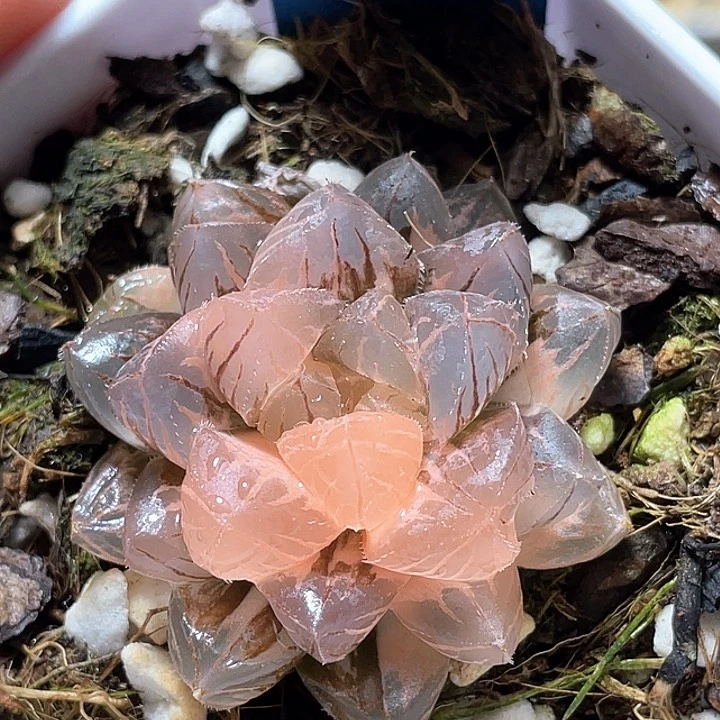 565緋桃錦福利一物一拍
