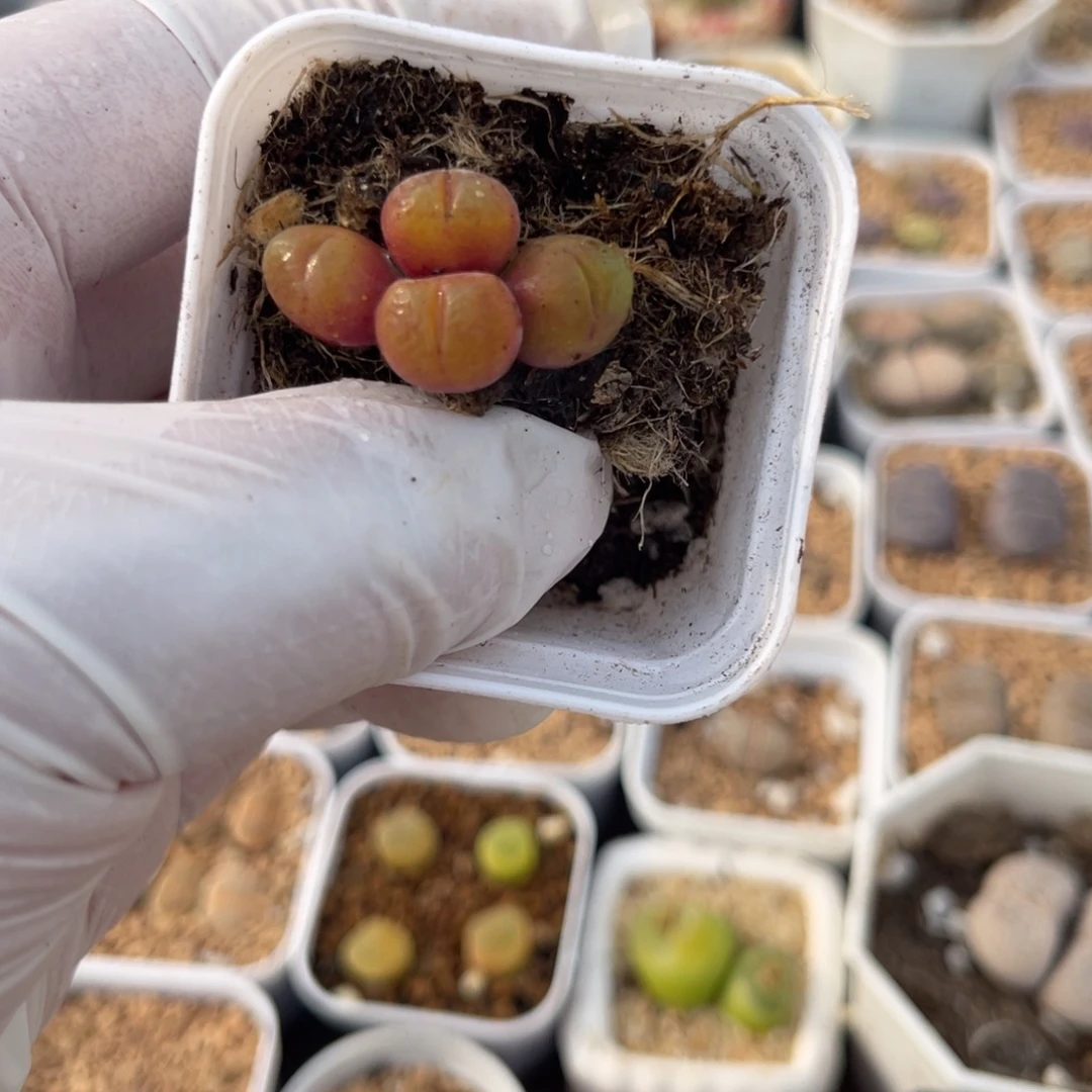 多肉植物一物一拍60