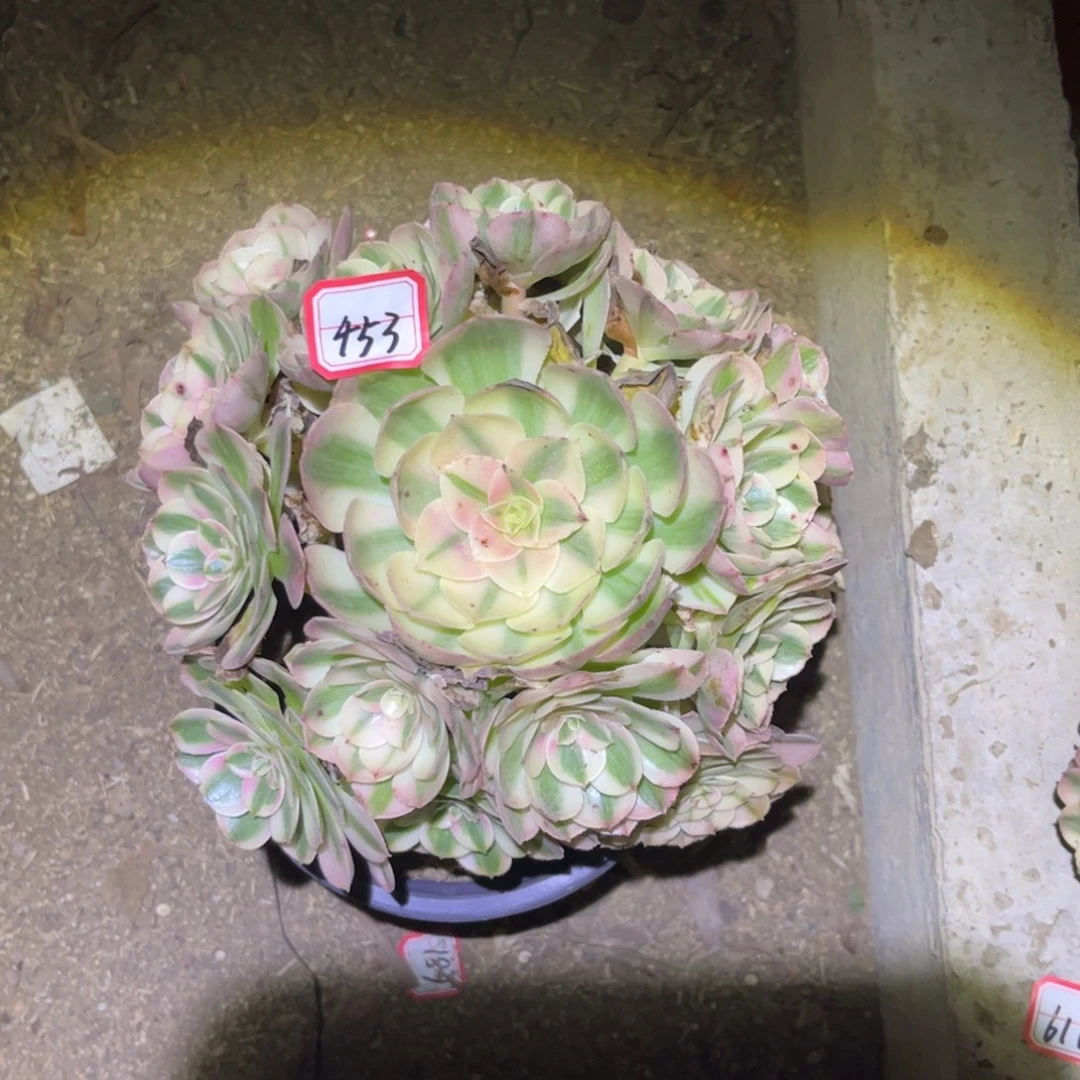 453多肉植物荔枝法师