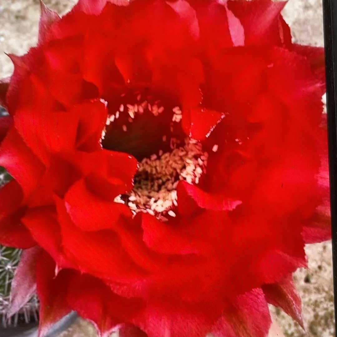 红领巾侧芽歪5公分左右满18包邮