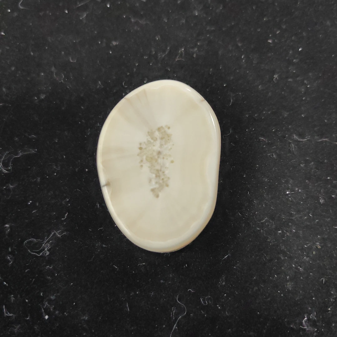 猛犸猛犸虬饼子WT616