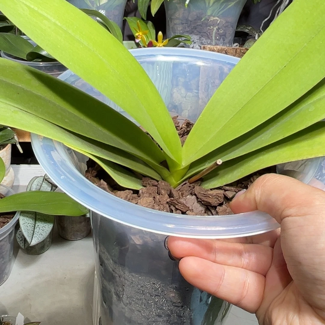 悦***美大部分花苞少量开放蓝星