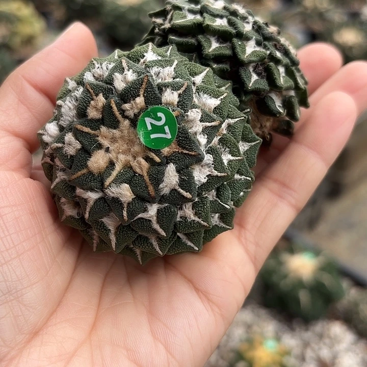 袖蒲年接落地仙人球27