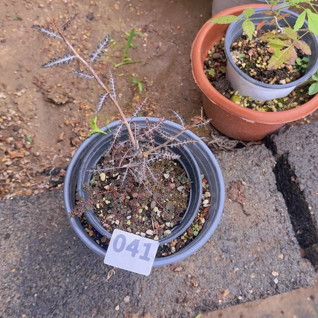 【闪购商品】索**姆块根植物