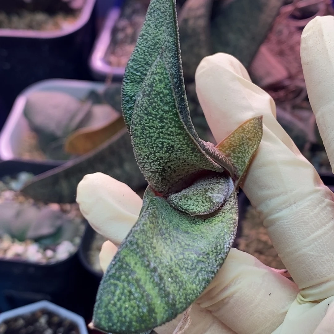 不带盆脱土裸根发货