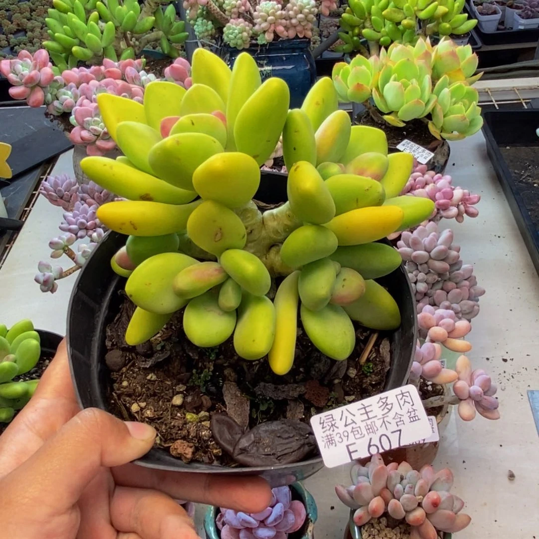 607金蝉芒果奶多肉10c m