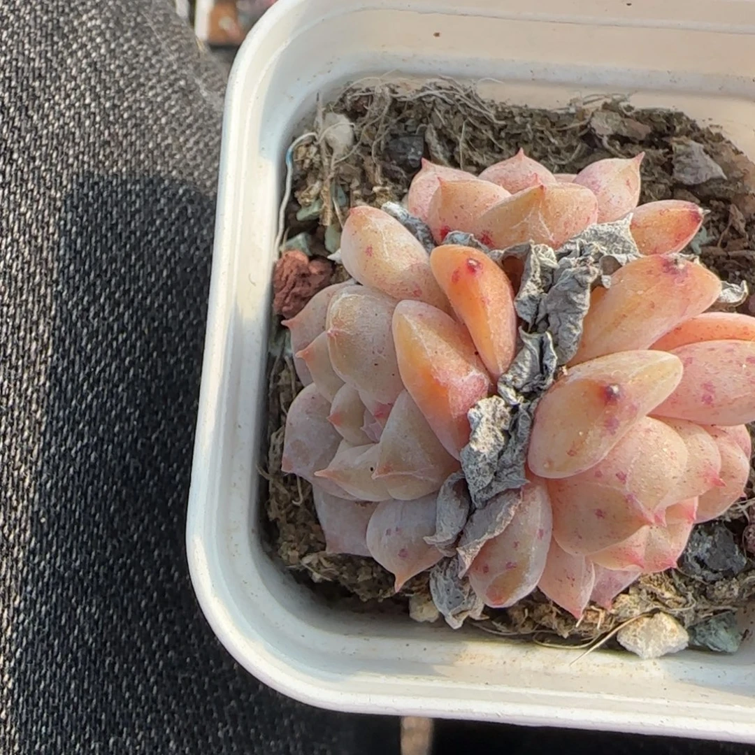 小卡拉米糖心一物一拍