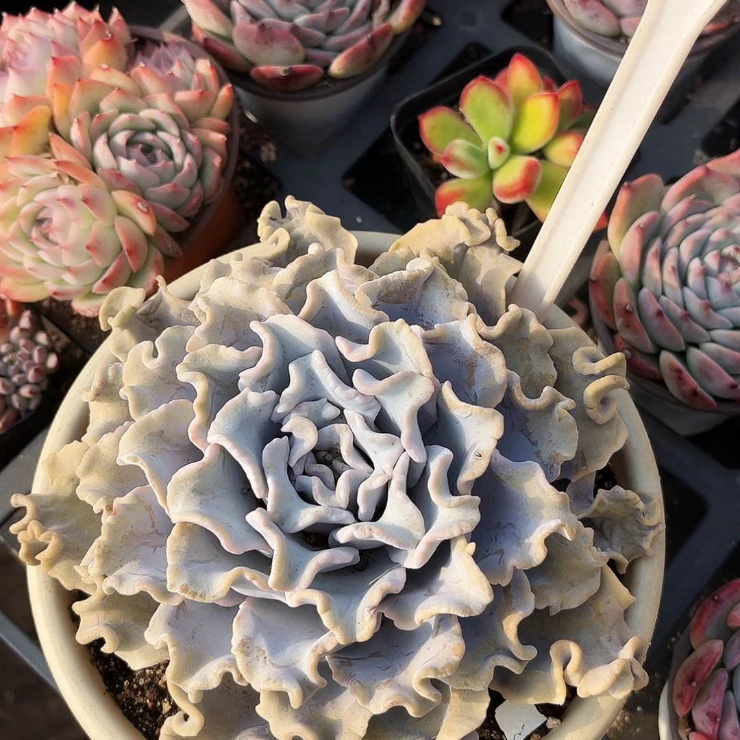 ༄****204哈哈哈哈哈哈哈哈