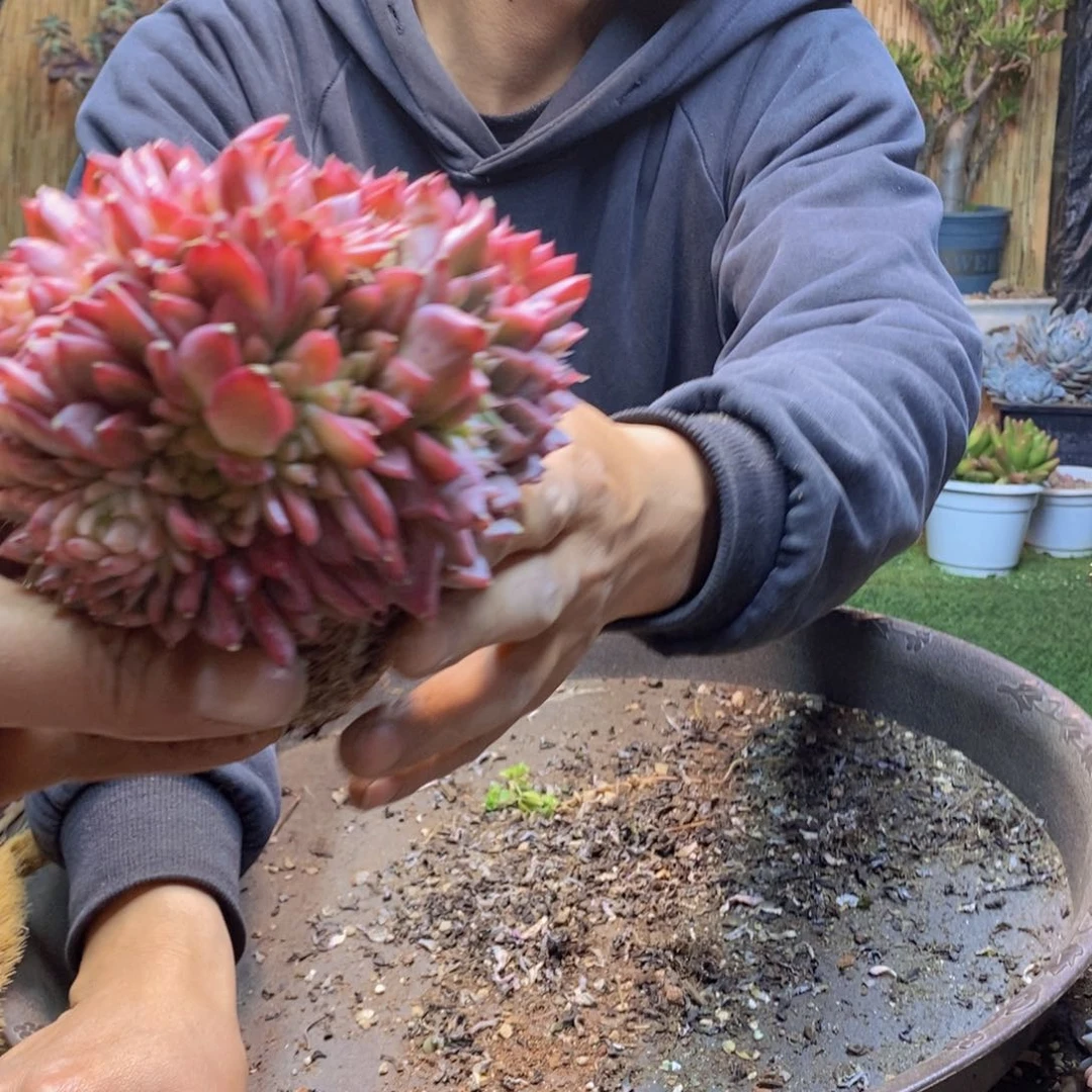 5***4A64号不知名多肉