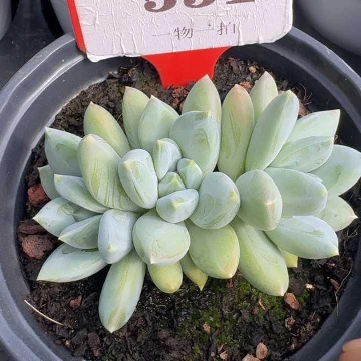 美人551多肉植物