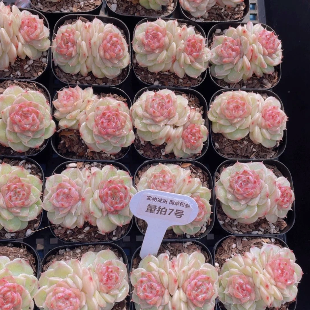 量拍7号圆叶睫毛荧石珍妮双头一个