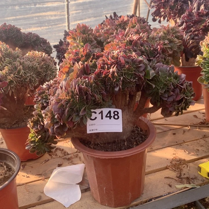 148玫瑰缀多肉法师