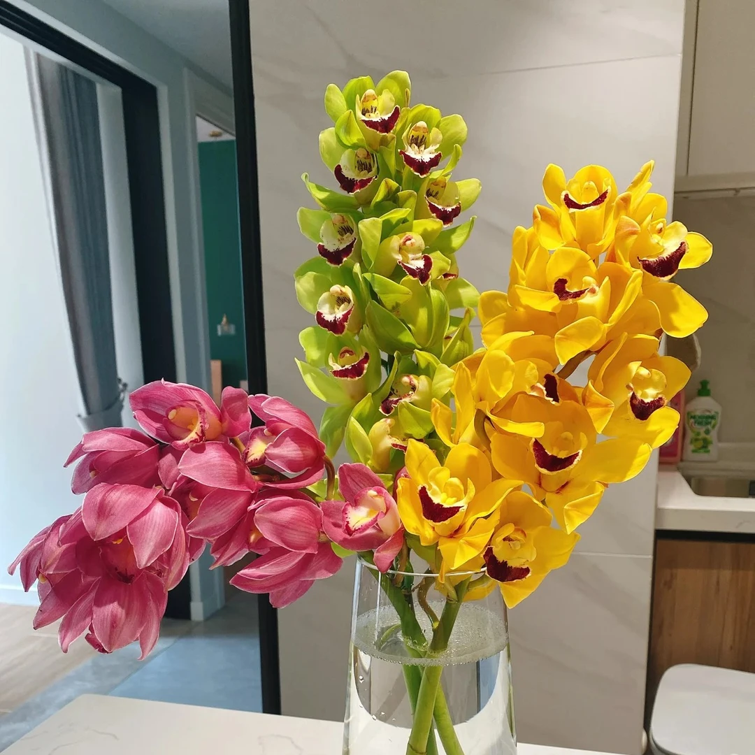 【绿蕙兰】满25元京东包邮到家