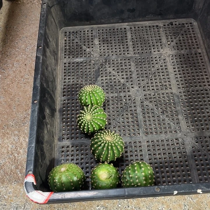 静静侧芽歪4公分左右满18包邮