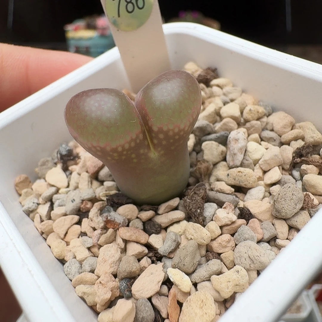 多肉植物福利风铃捡漏786
