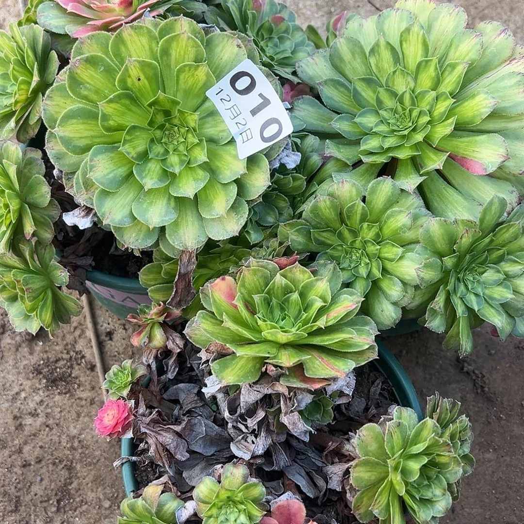 11.2-10知否多肉植物