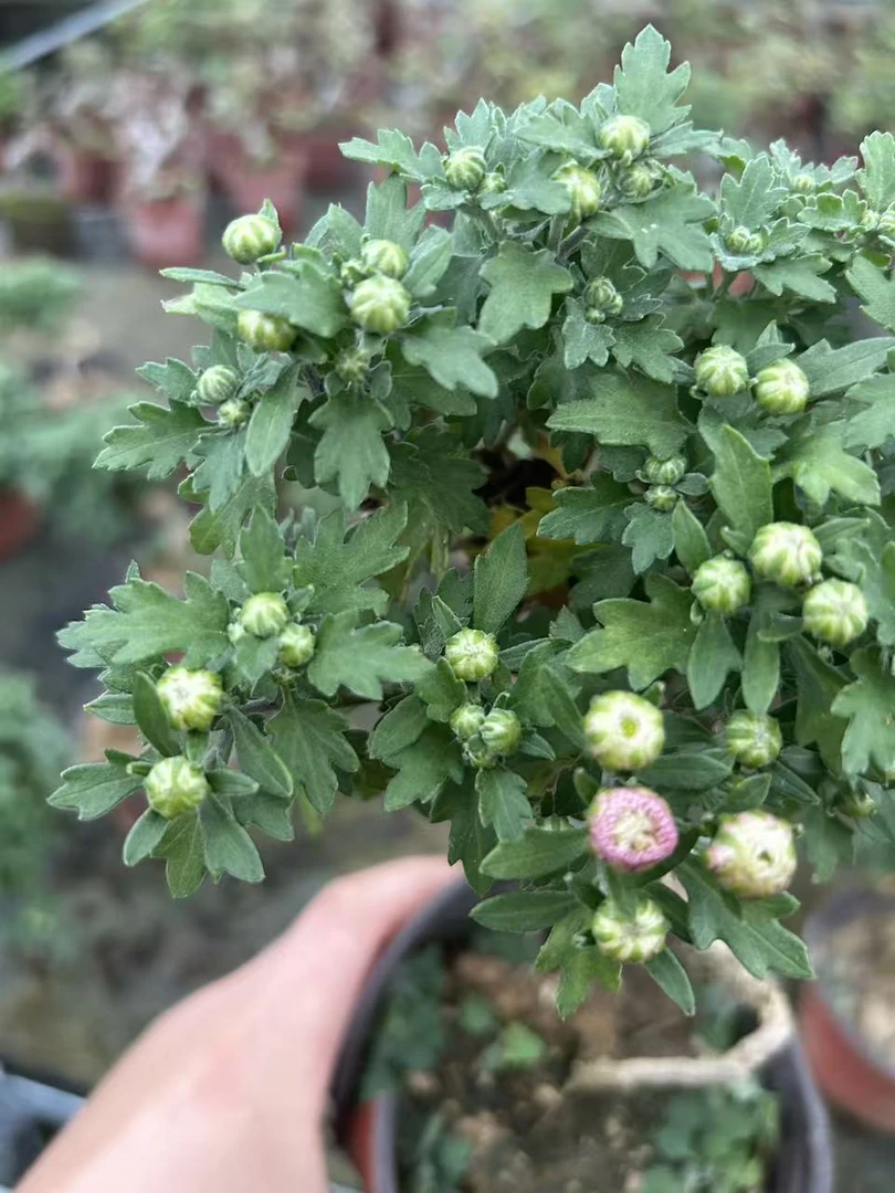 日货原生木本菊花粉八重小盆景
