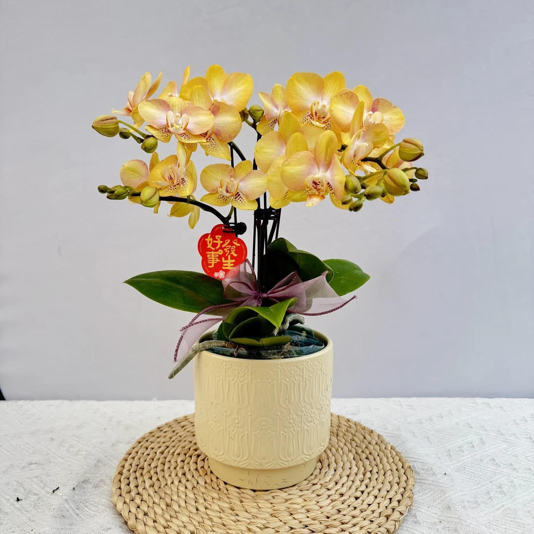 蝴蝶兰【哈密瓜】稀有色系植株室内礼品花高端绿植花卉小众品种4