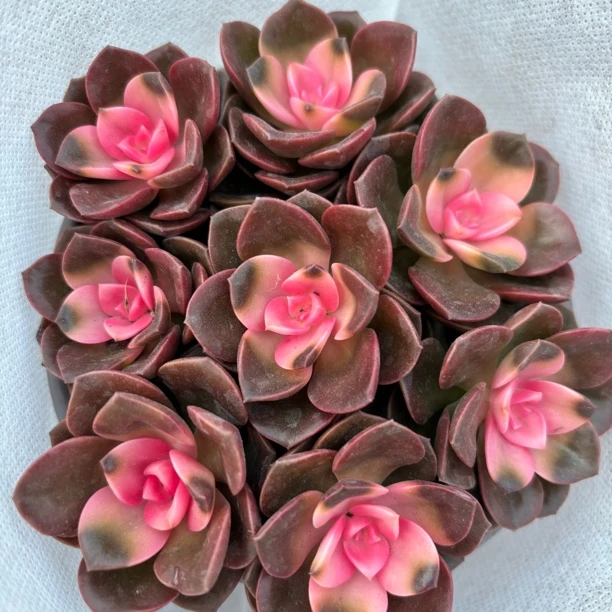 多肉巧克力方砖多头