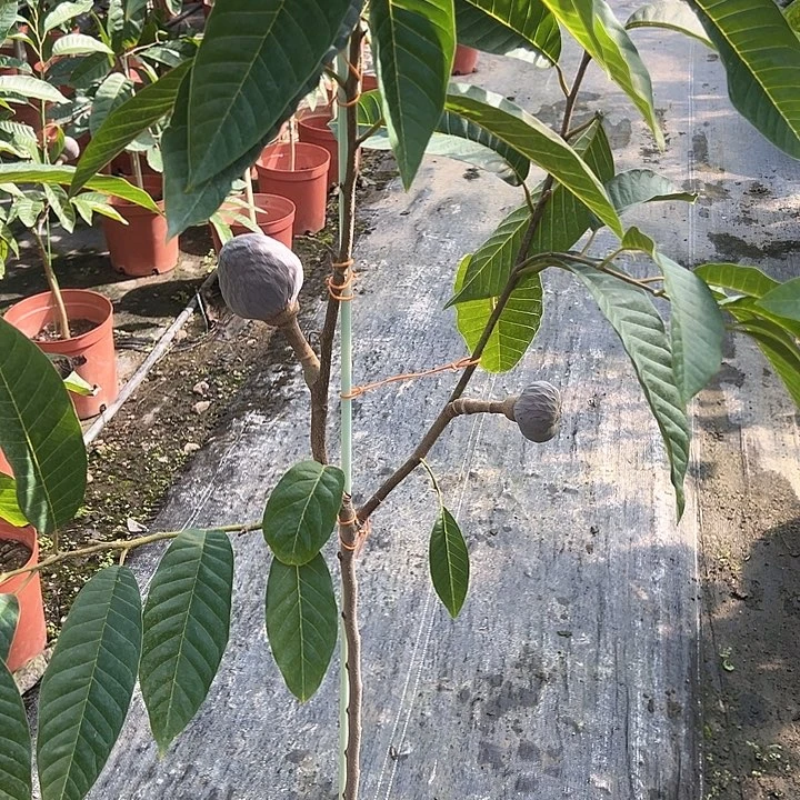 宗***佑天使145544643543454322