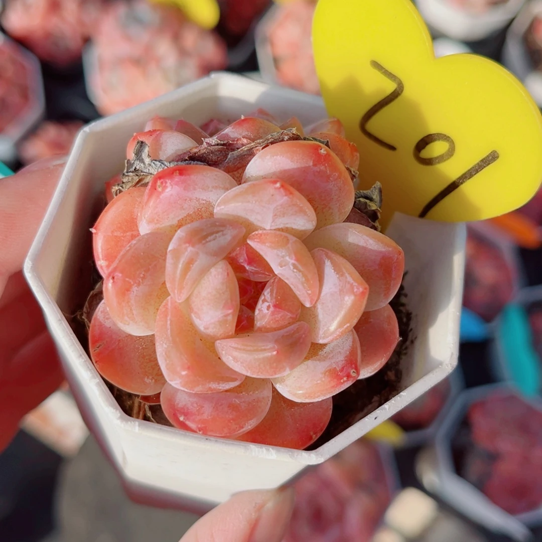 201号小老桩糖心双头