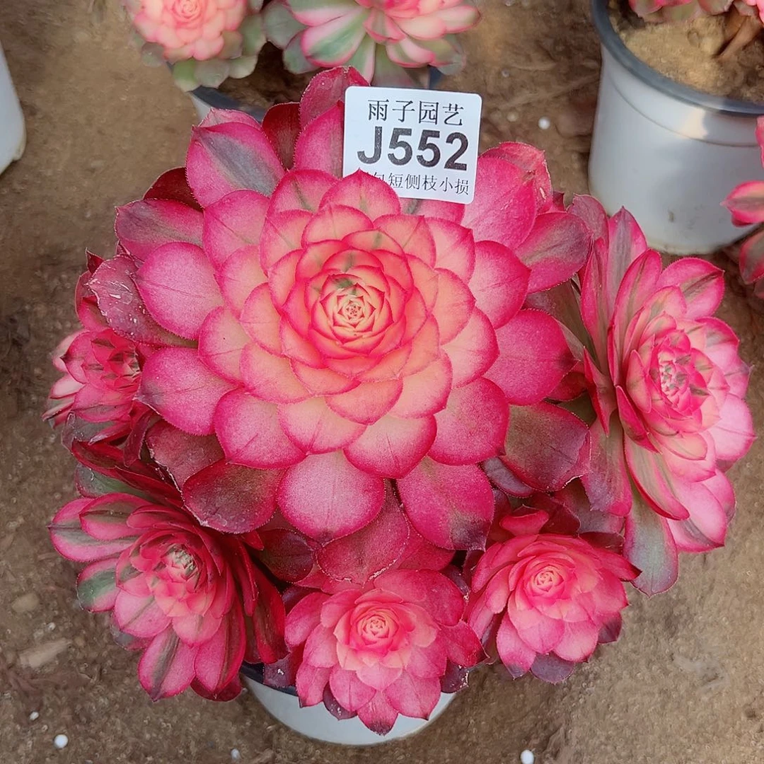 552荔枝尺寸23左右特价追光