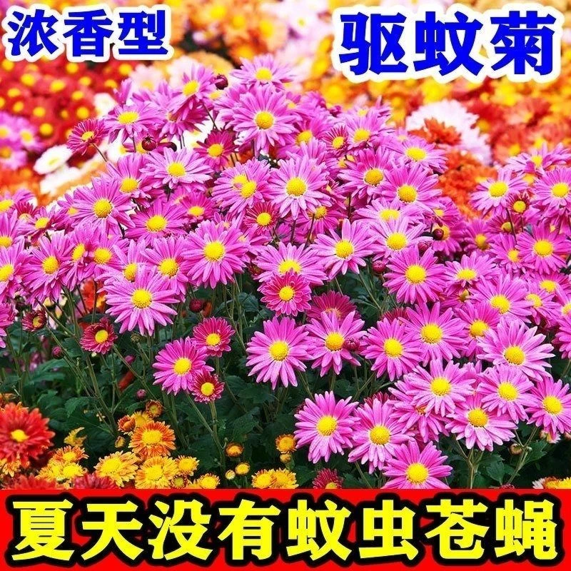 【蚊虫天敌】多年生夏季除虫菊混色驱虫菊种驱四季种植易活防蚊植草
