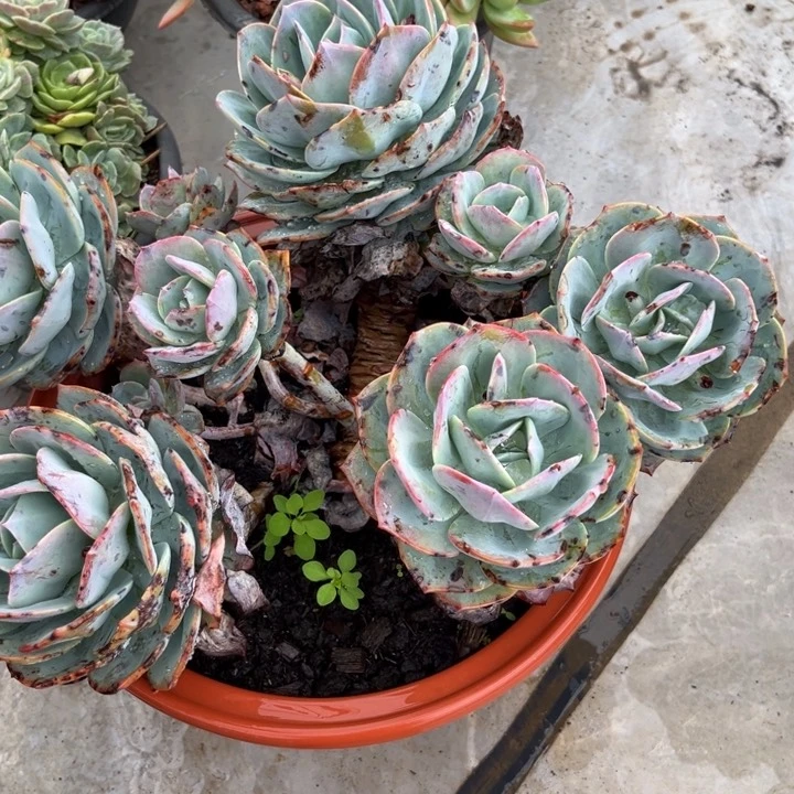 棠颂花卉一物一拍白凤 落俗