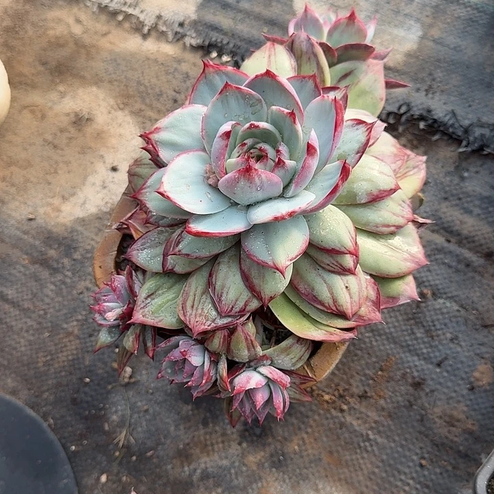 人***技惊鸿惊鸿惊鸿 753............