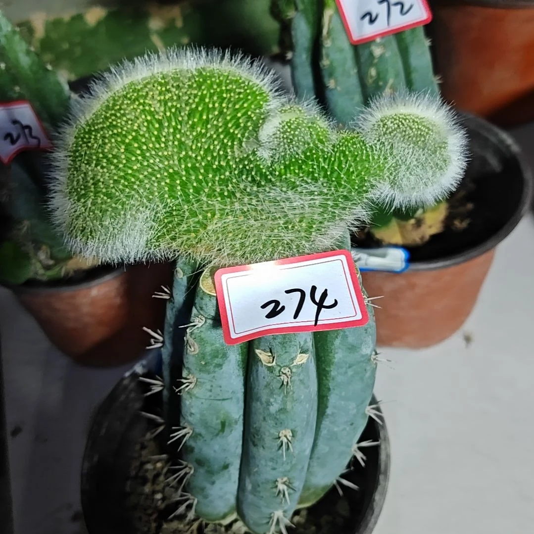 天***航九尾狐缀化多闻柱嫁接福274